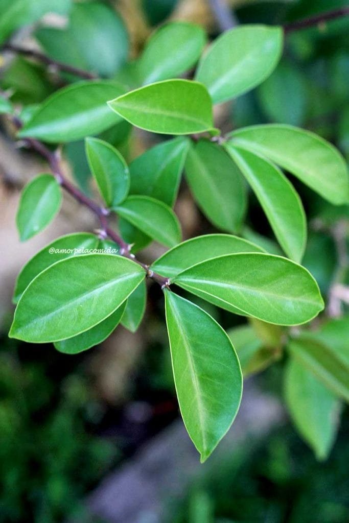 Planta ora-pro-nobis com folhas verde escuras, o caule apresenta vários espinhos